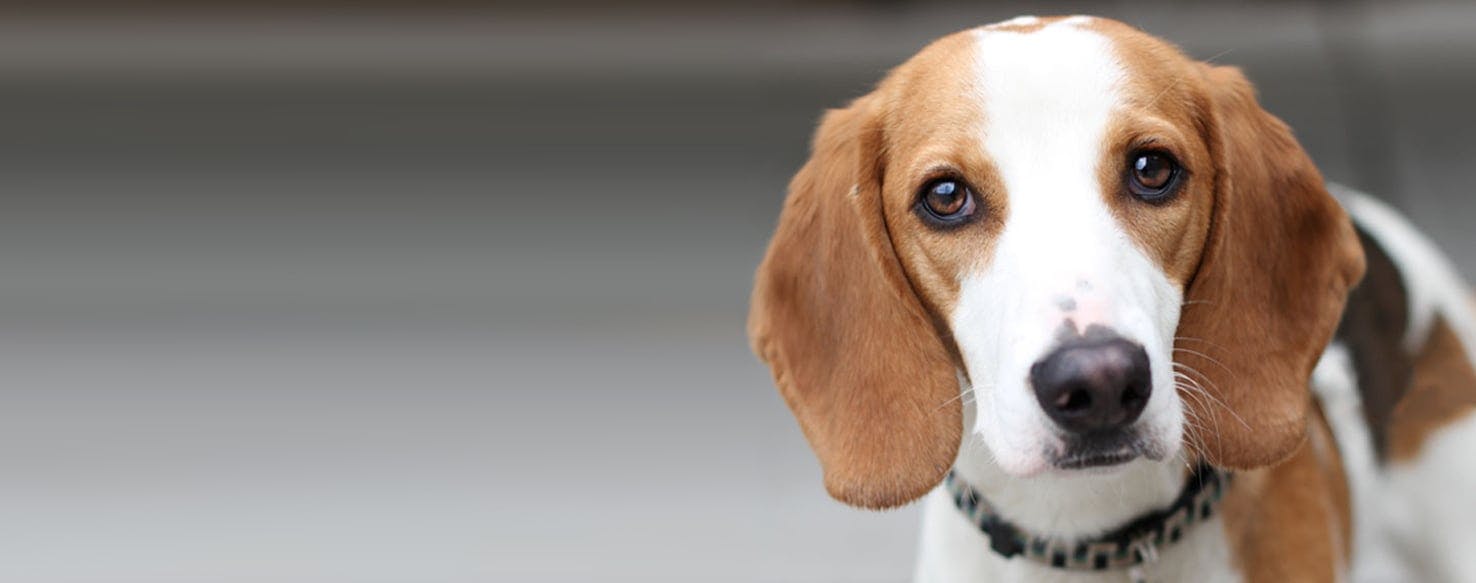 Foxhound mix with store beagle